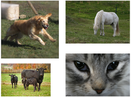 Patchwork animaux2.png